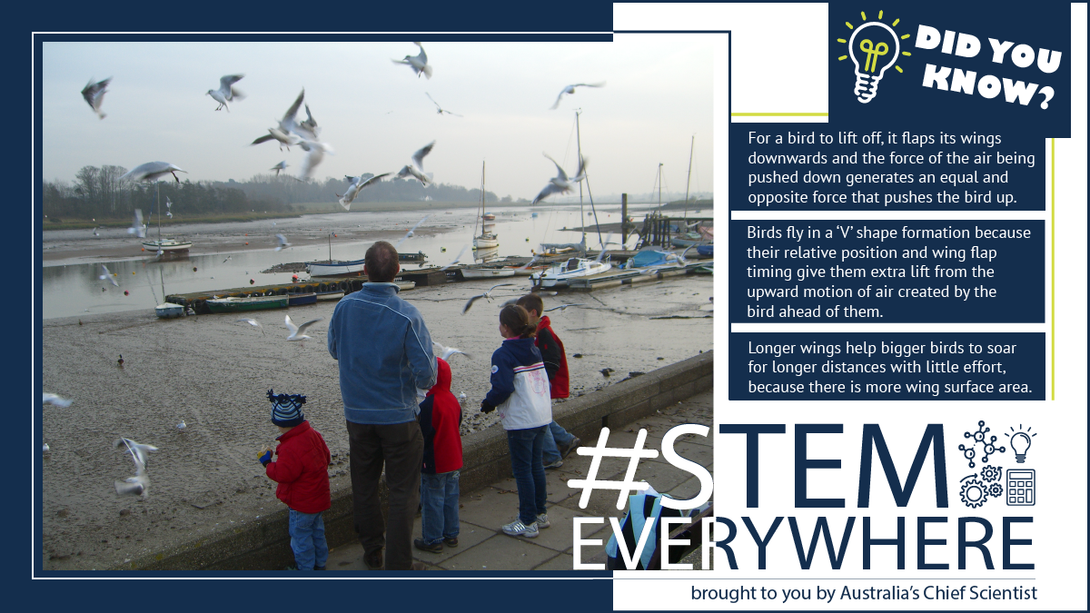 STEM Everywhere - birds flying