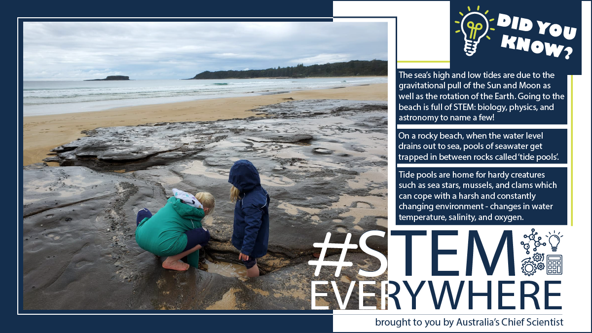 Children at the beach looking at a tide pool