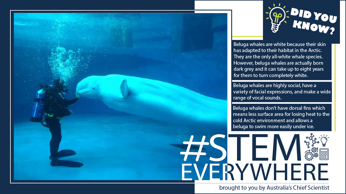 SCUBA diver next to beluga whale