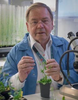 Image of Prof Jim Peacock in a lab coat working with a plant specimen
