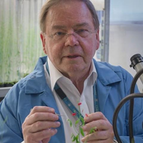 Prof Jim Peacock in lab coat working with plants