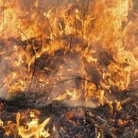 bushfire