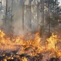 bushfire