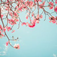 Branches with cherry blossoms against a clear sky